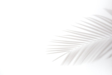 shadows of palm leaves on a white wall.natural leaves tree branch falling on white wall texture for background and wallpaper,