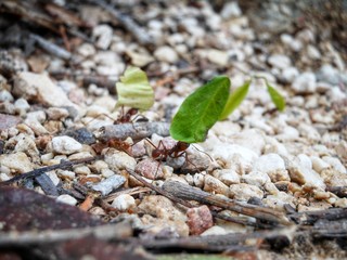 Ameisen bei der Arbeit