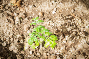 Seedlings cucumber sprout sprouts in the greenhouse in the summer