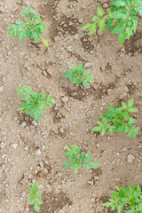 Seedlings cucumber sprout sprouts in the greenhouse in the summer