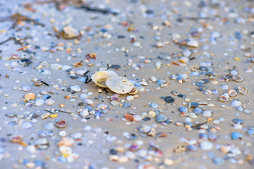 Sand dollar on mexico beach