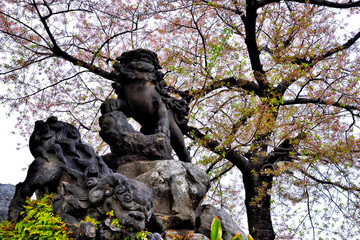 Guardian dogs (placed at the gate or in front of a Shinto shrine) of Kanda Myoujin shrine. 