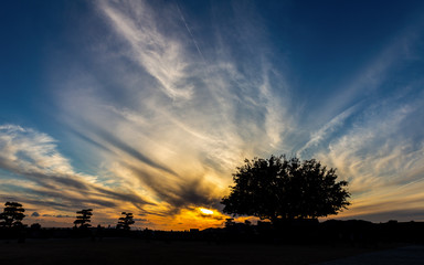 Silhouette scene of tree with dramatic sky at sunset