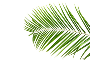 Obraz premium palm leaves on a white wall.Green leaves of palm tree