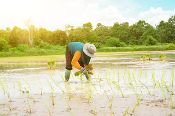 Farmer is farming in the rice field