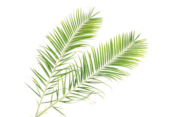 palm leaves on a white wall.Green leaves of palm tree
