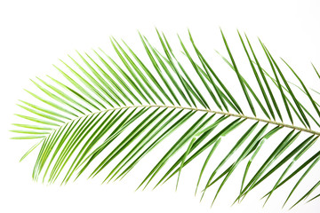 Obraz premium palm leaves on a white wall.Green leaves of palm tree