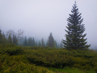 Fir forest on the Carpathian mountain hills in a cold foggy spring morning. Serene scenery landscape.