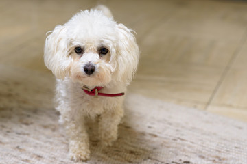 Cute little curly haired white toy poodle