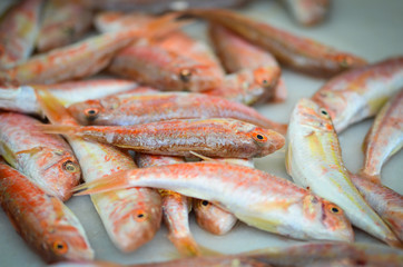 fresh seafood within the fish market in Spain - octopus, shells, shrimps, fish, oysters, lobster 