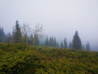 mountains landscape with green bushes and fir trees on the horizon in a foggy morning. Spring weather