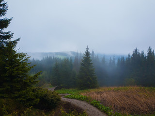 Foggy mountain landscape with coniferous forest on the hills reaching the clouds in a cold foggy spring morning.