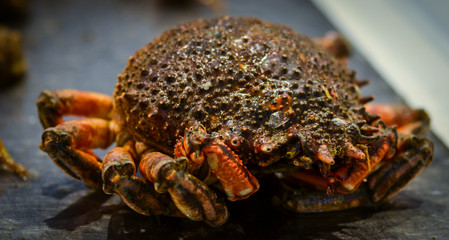 fresh seafood within the fish market in Spain - octopus, shells, shrimps, fish, oysters, lobster 