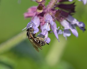 Halictini is a tribe of sweat bees in the sub-family Halictinae, Greece