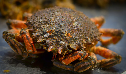fresh seafood within the fish market in Spain - octopus, shells, shrimps, fish, oysters, lobster 