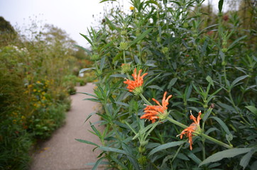 flowers in garden