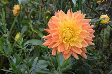 orange flower in the garden