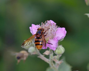 Fototapeta premium Volucella zonaria, the hornet mimic hoverfly, Greece 