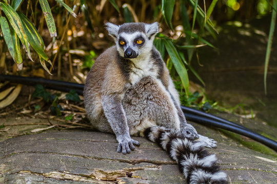 Zoo de la Flèche -  Lémur catta