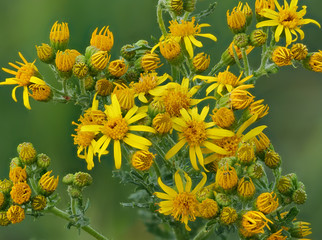 Jakobs-Greiskraut, Jacobaea vulgaris, Blütenstand