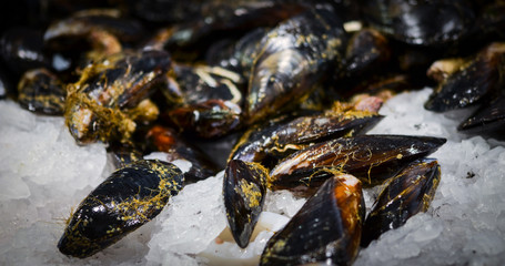 fresh seafood within the fish market in Spain - octopus, shells, shrimps, fish, oysters, lobster 