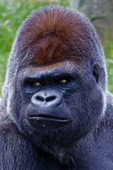 Gorilla in the nature