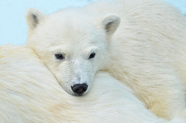 Naklejka na ściany i meble polar bear