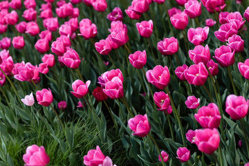 Pink tulips - photo with lots of flowers