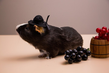 funny guinea pig on black hat with grapes