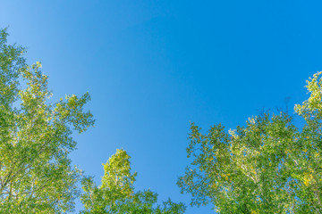 Green crown trees view from below into the sky. Green crown of trees against the sky. View of the...
