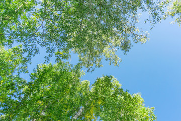 Green crown trees view from below into the sky. Green crown of trees against the sky. View of the sky through the trees from below