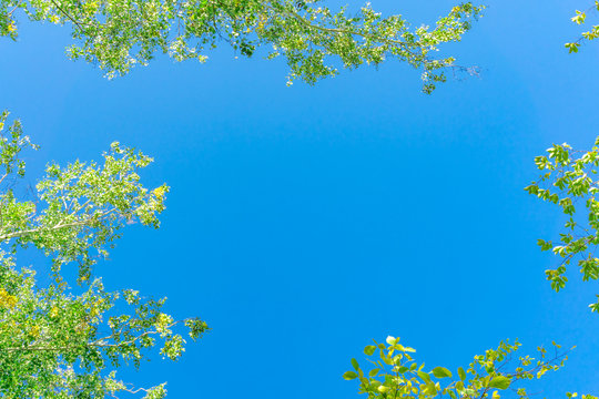 Green crown trees view from below into the sky. Green crown of trees against the sky. View of the sky through the trees from below