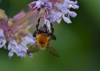 Bombus pascuorum, the common carder bee, is a species of bumblebee, Greece