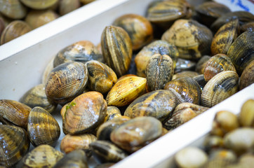 fresh seafood within the fish market in Spain - octopus, shells, shrimps, fish, oysters, lobster 