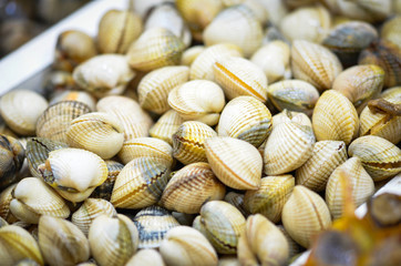 fresh seafood within the fish market in Spain - octopus, shells, shrimps, fish, oysters, lobster 