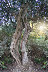 Obraz premium Olivenbaum.