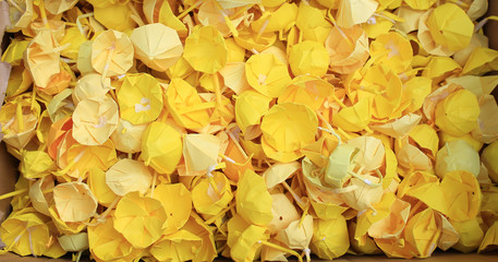 Yellow paper umbrella: the symbol of umbrella revolution in 2014