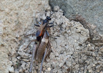 A Sphecinae wasp (a subfamily of the digger wasp family Sphecidae), Greece