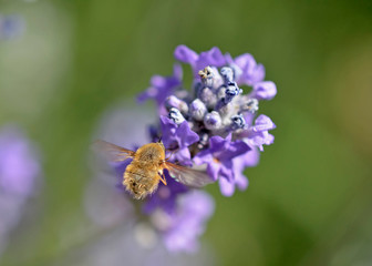 Bombylius (bee-flies) is a large genus of flies belonging to the family Bombyliidae