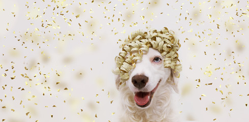 Banner happy dog party. Puppy celebrating birthday, anniversary, carnival or new year with a golden ribbon on head. Isolated on gray background.