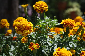 yellow flowers in garden