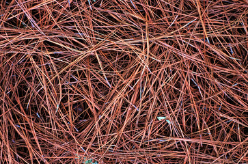 Brown, dry needles of a pine tree.