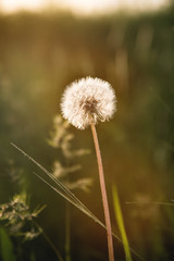 Transparent dandelion seed head at sunset in green grass close-up with highlights from the sun