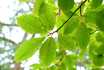 Vibrant green leaves on a branch, golden and brown spots of autumn.