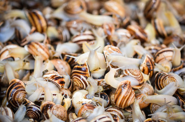 fresh seafood within the fish market in Spain - octopus, shells, shrimps, fish, oysters, lobster 