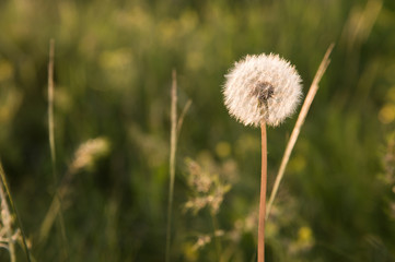Fototapeta na wymiar One early spring dandelion head seeds on green bokeh background selective focus. Sunset photography
