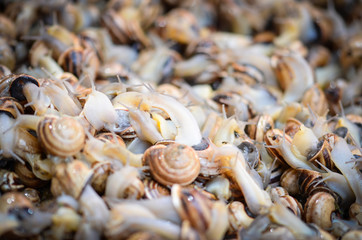 fresh seafood within the fish market in Spain - octopus, shells, shrimps, fish, oysters, lobster 