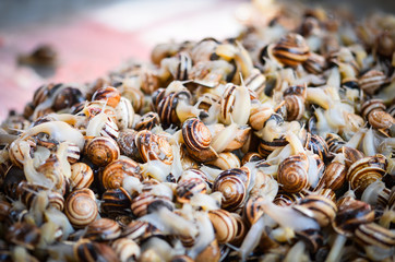 fresh seafood within the fish market in Spain - octopus, shells, shrimps, fish, oysters, lobster 