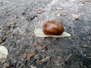 A big snail crawling on the ground with a shell