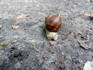 Quick snail with a shell crawling on the ground